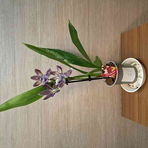 Zygopetalum Blue - foto 2