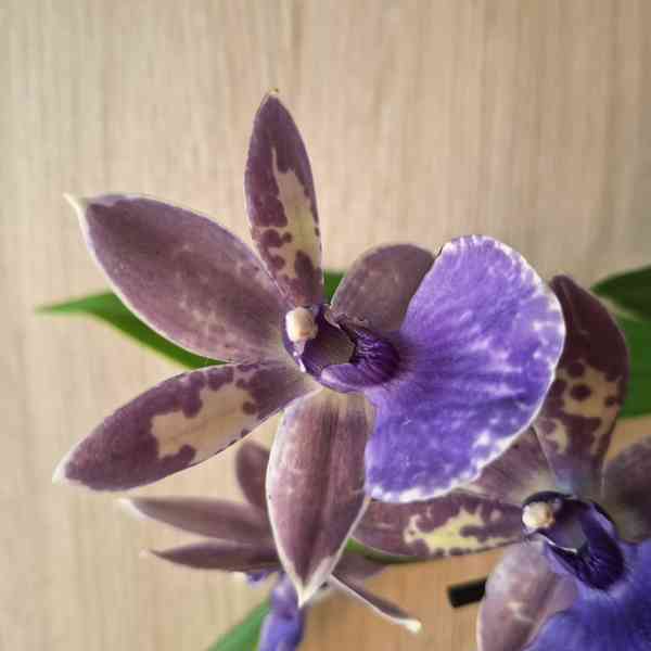 Zygopetalum Blue - foto 3