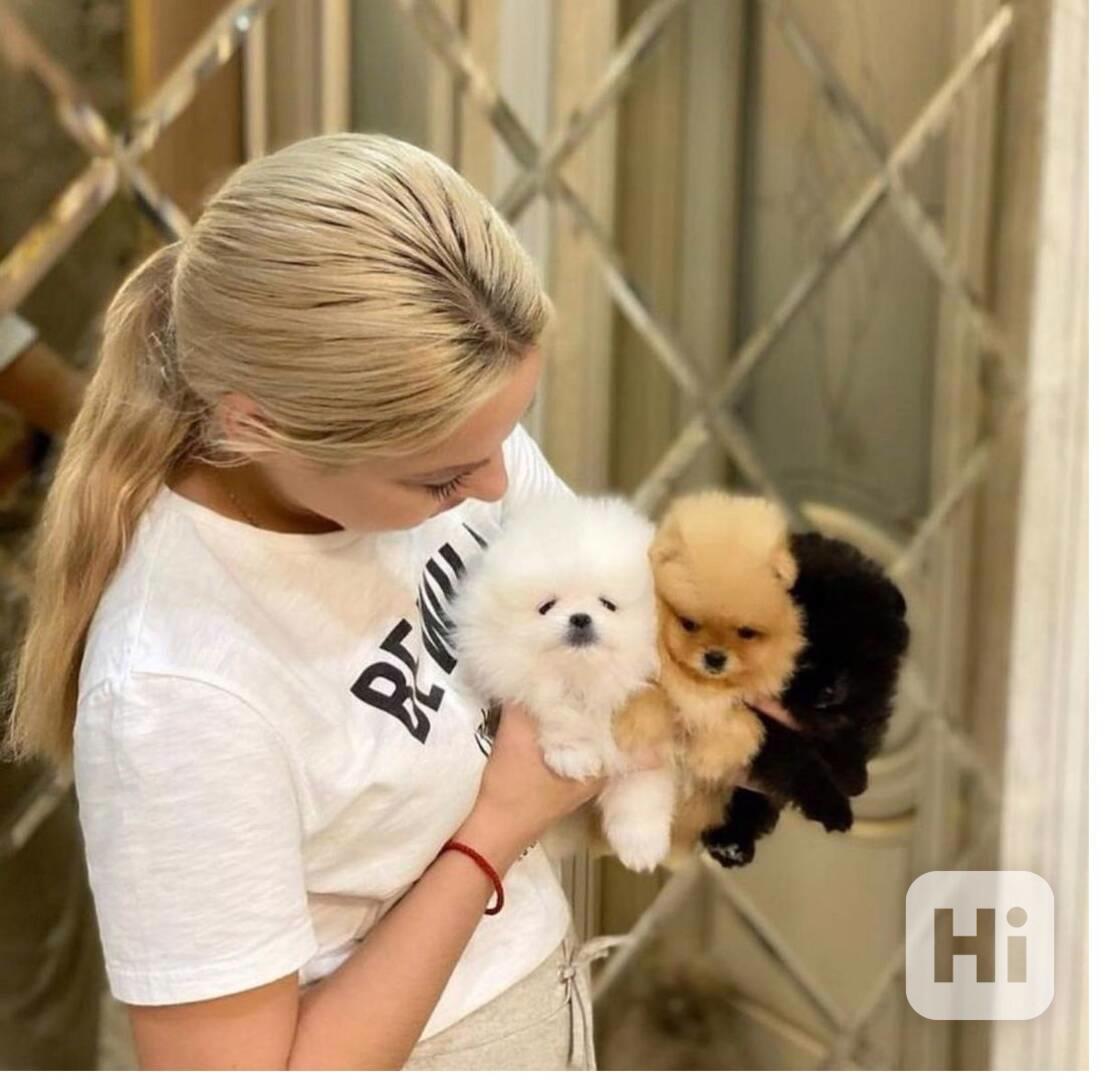 štěňata pomeranianů na dárek - foto 1