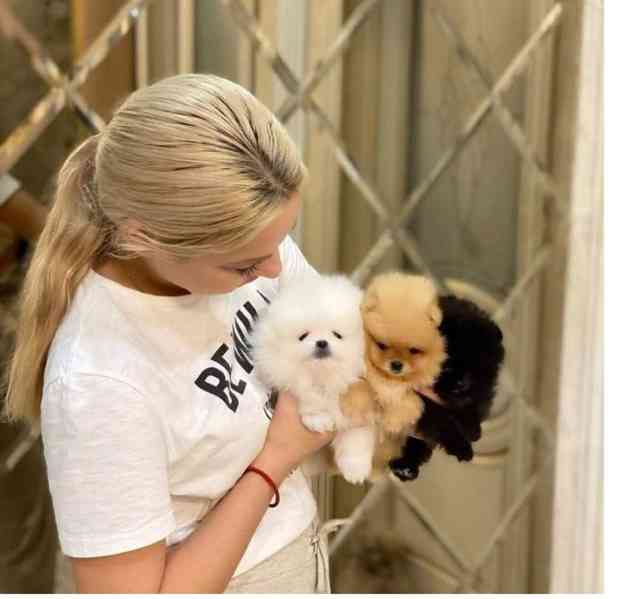 štěňata pomeranianů na dárek