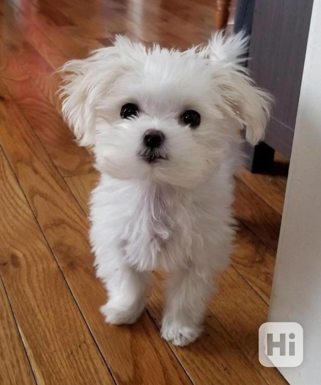 Zdravá štěňata maltézského ovčáka. - foto 1