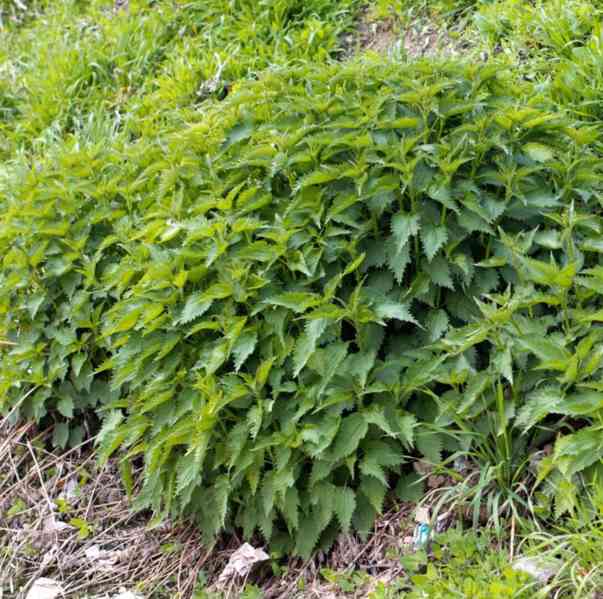 Prodej Semena Kopřivy (Nettle Seeds) ve velkém od výrobce - foto 4