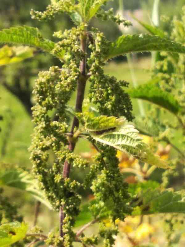 Prodej Semena Kopřivy (Nettle Seeds) ve velkém od výrobce - foto 3