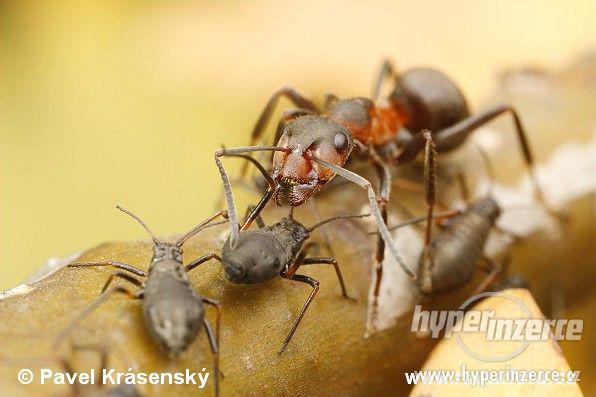 Entomologická burza Otrokovice 8.10.2016 - foto 15