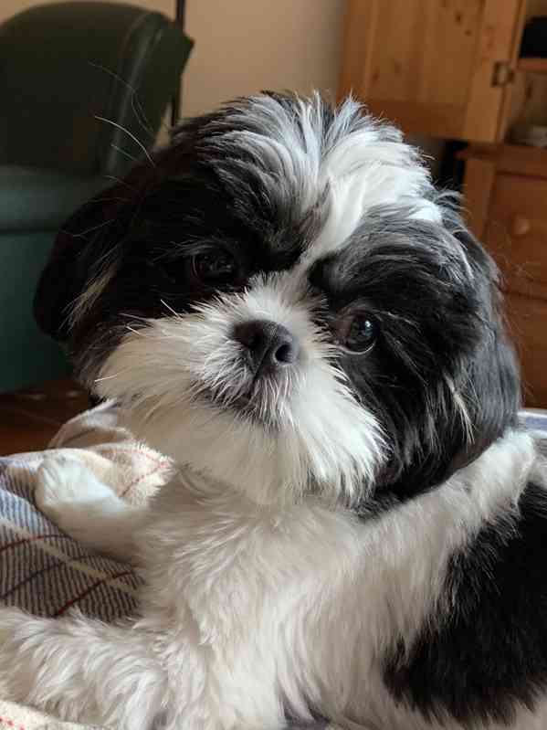 Shih-tzu s PP - foto 1