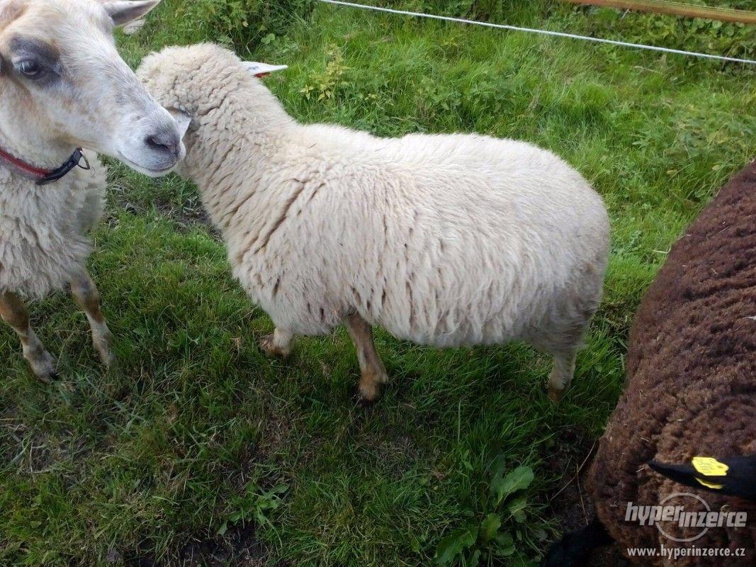 Kříženec beránka Suffolk a Romanovka - foto 1