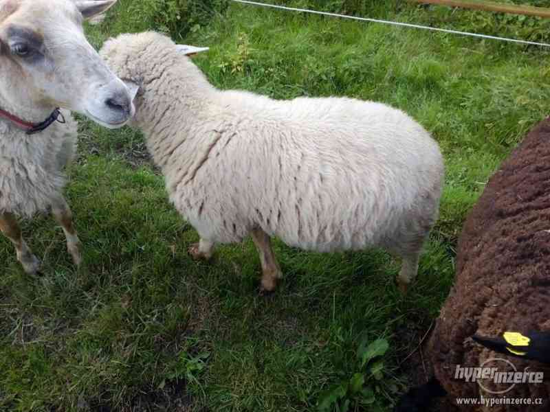 Kříženec beránka Suffolk a Romanovka - foto 1