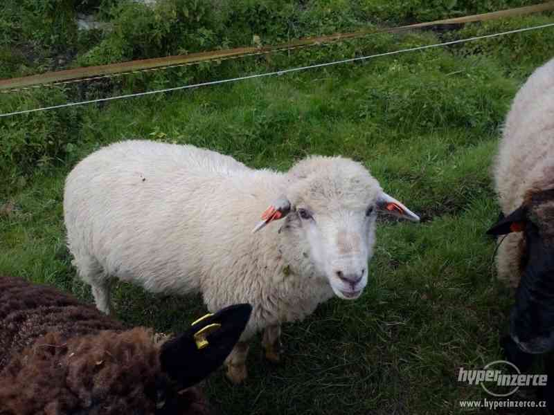 Kříženec beránka Suffolk a Romanovka - foto 2