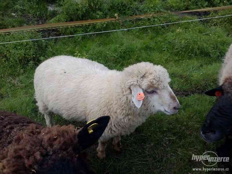 Kříženec beránka Suffolk a Romanovka - foto 3