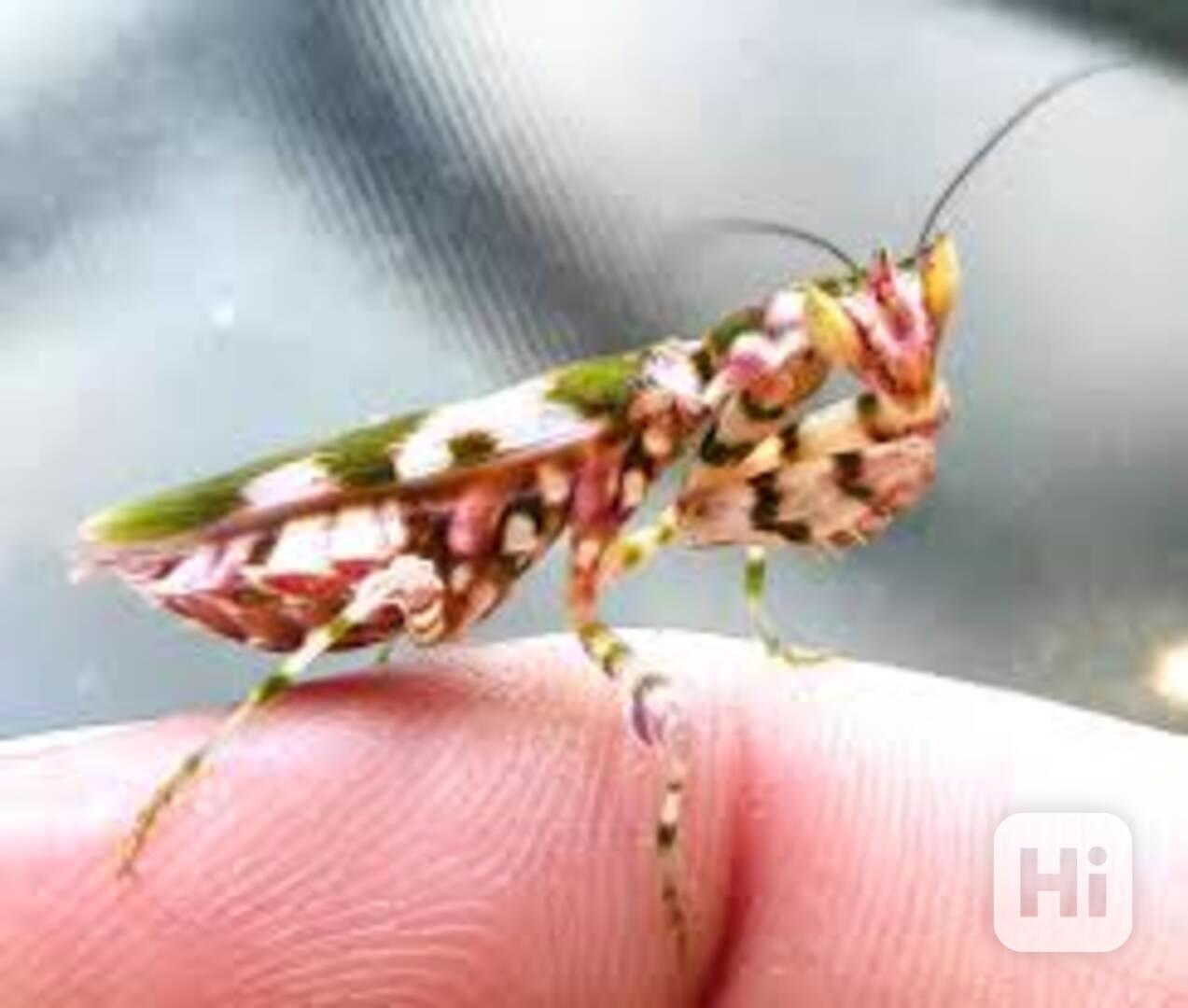 Harpagomantis tricolor(kudlanka tříbarvá) - foto 1