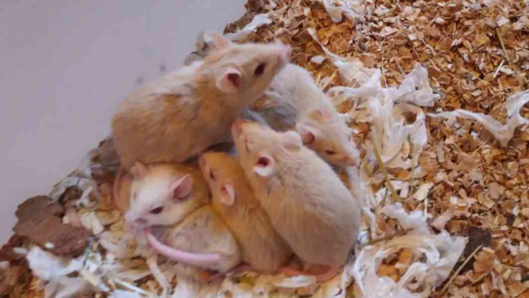Myši, mastomyši - foto 1