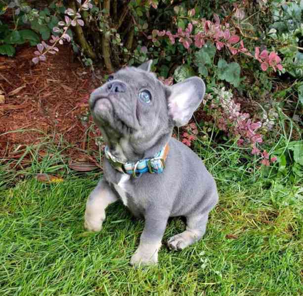 Playful French Bulldog Puppies - foto 1