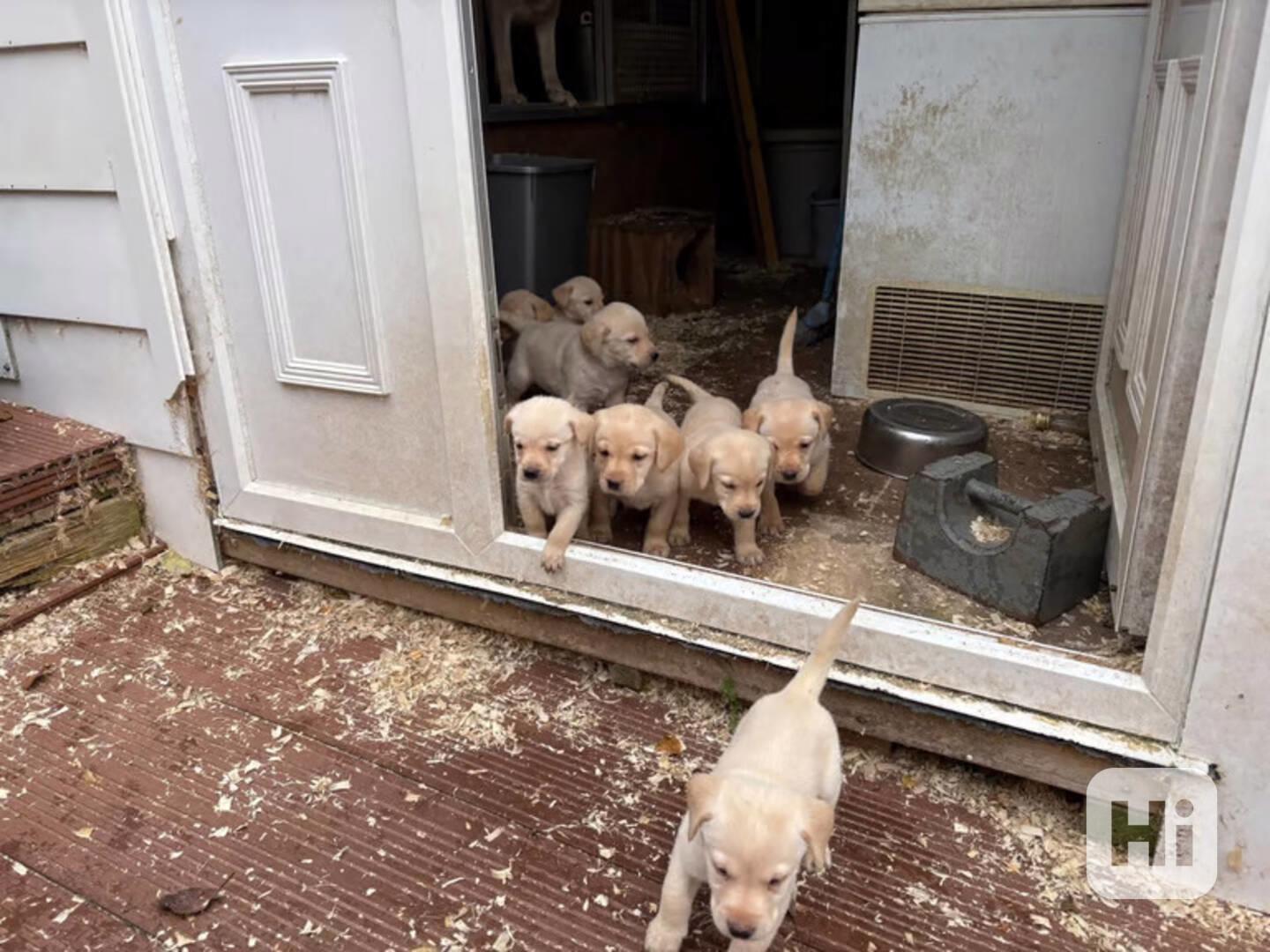 Labrador krásná štěňátka s PP - foto 1