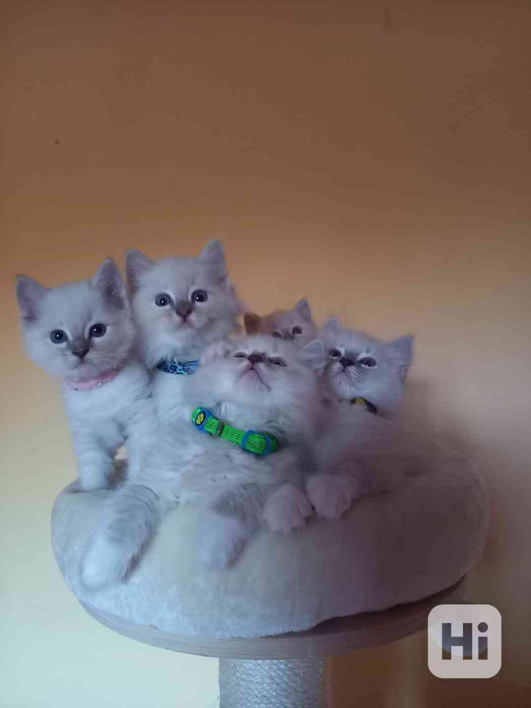 Prodám krásná Ragdoll koťátka s PP SUPER CENA - foto 1