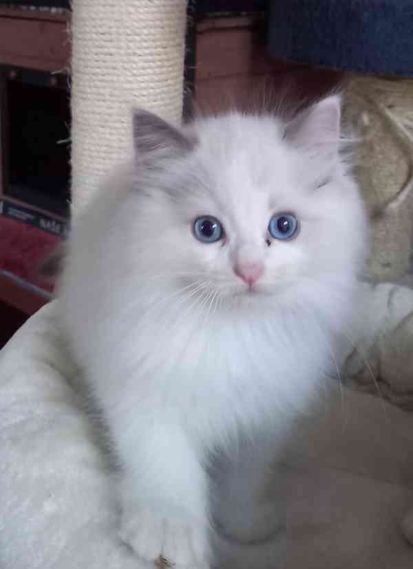 Prodám krásná Ragdoll koťátka s PP SUPER CENA - foto 6