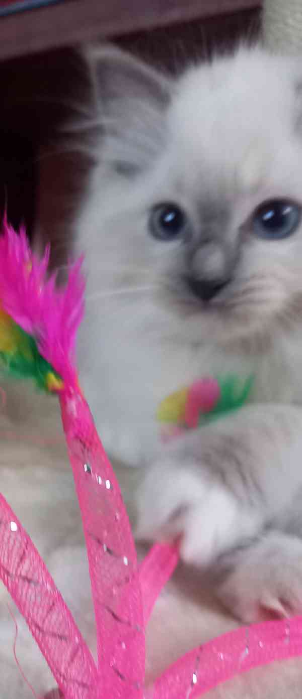 Prodám krásná Ragdoll koťátka s PP SUPER CENA - foto 2