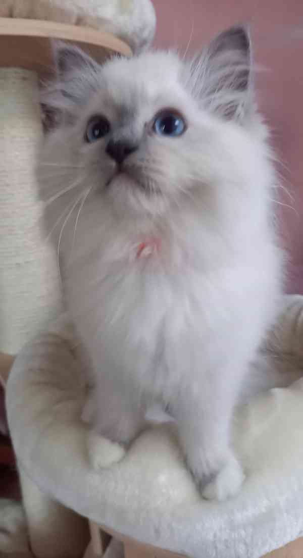 Prodám krásná Ragdoll koťátka s PP SUPER CENA - foto 3