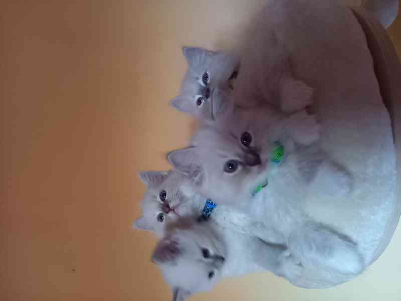 Prodám krásná Ragdoll koťátka s PP SUPER CENA - foto 15
