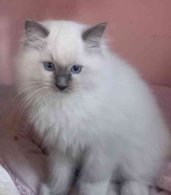 Prodám krásná Ragdoll koťátka s PP SUPER CENA - foto 8