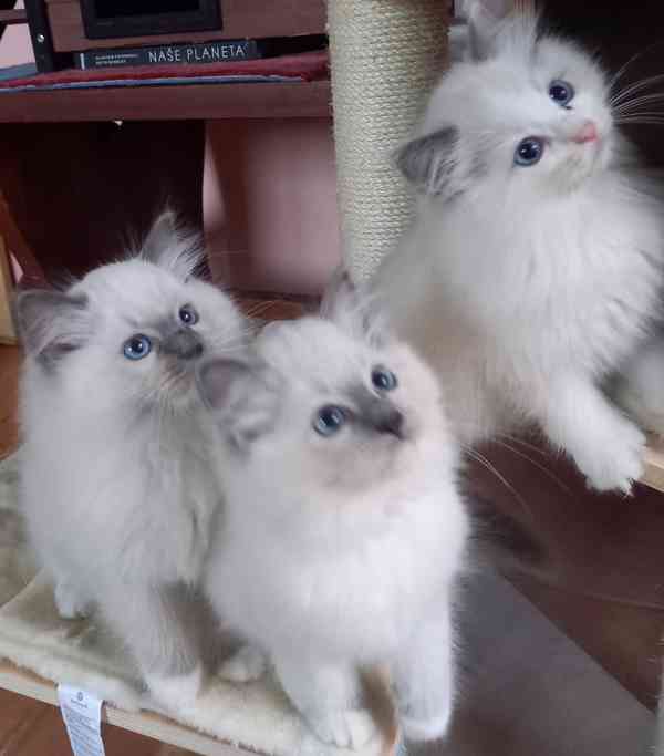 Prodám krásná Ragdoll koťátka s PP SUPER CENA - foto 4