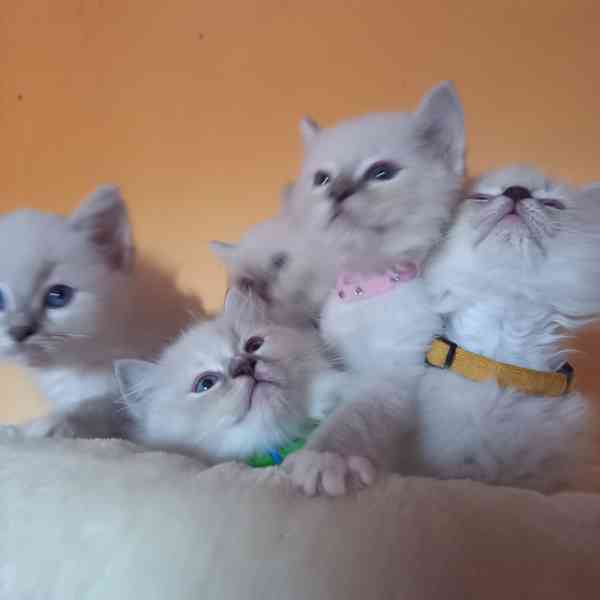 Prodám krásná Ragdoll koťátka s PP SUPER CENA - foto 10