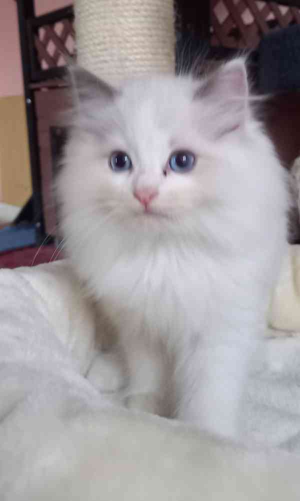 Prodám krásná Ragdoll koťátka s PP SUPER CENA - foto 7