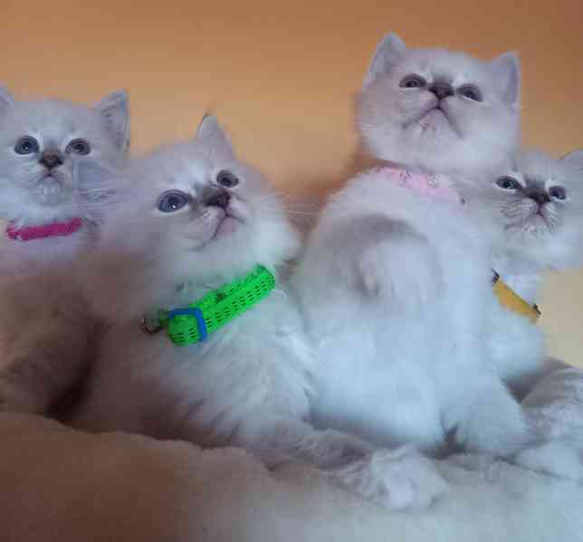 Prodám krásná Ragdoll koťátka s PP SUPER CENA - foto 11
