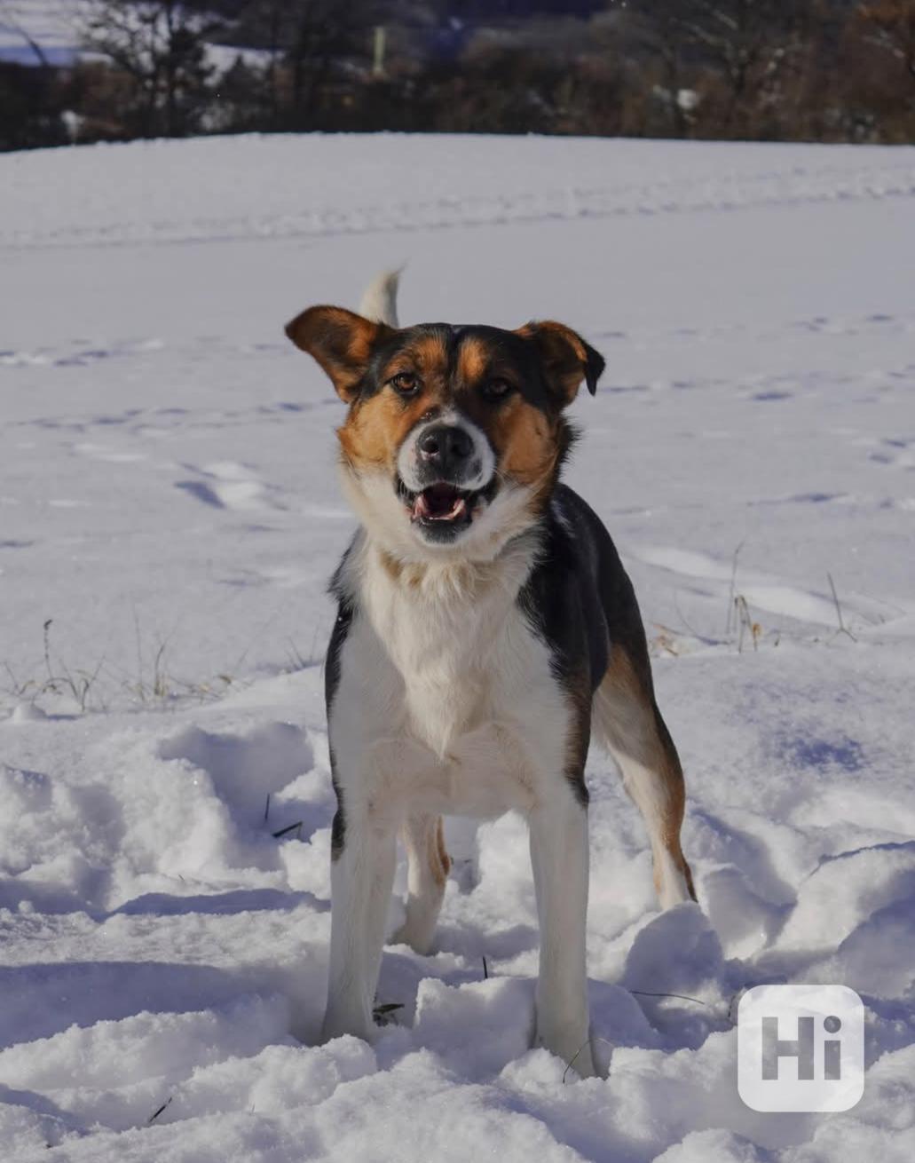 ALEX - 20 kg, psík cca 1 rok  - foto 1