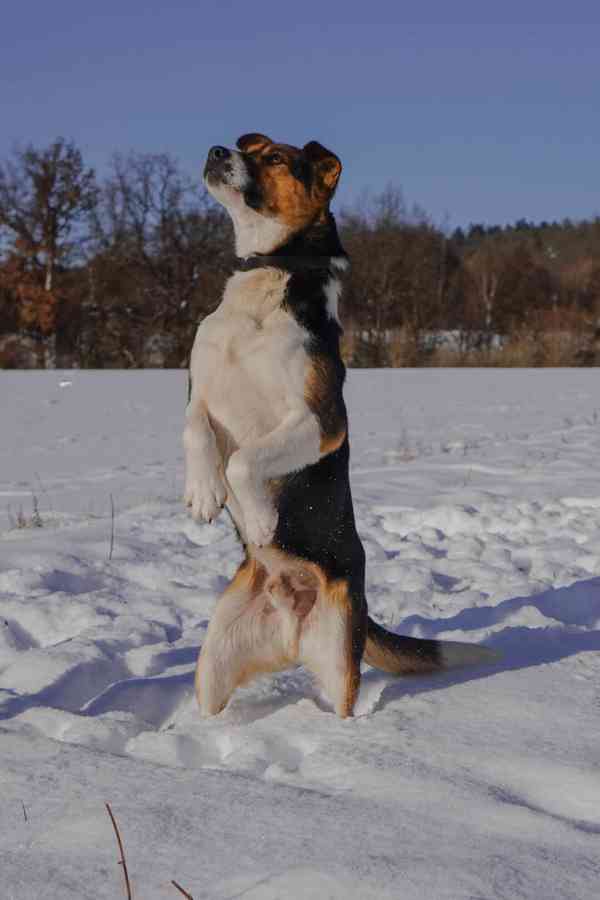 ALEX - 20 kg, psík cca 1 rok  - foto 4