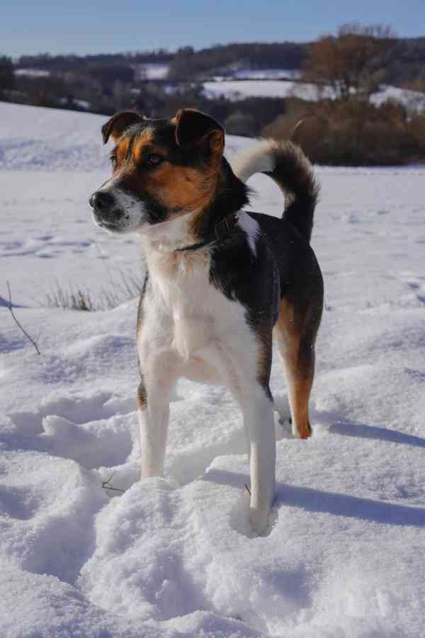 ALEX - 20 kg, psík cca 1 rok  - foto 6