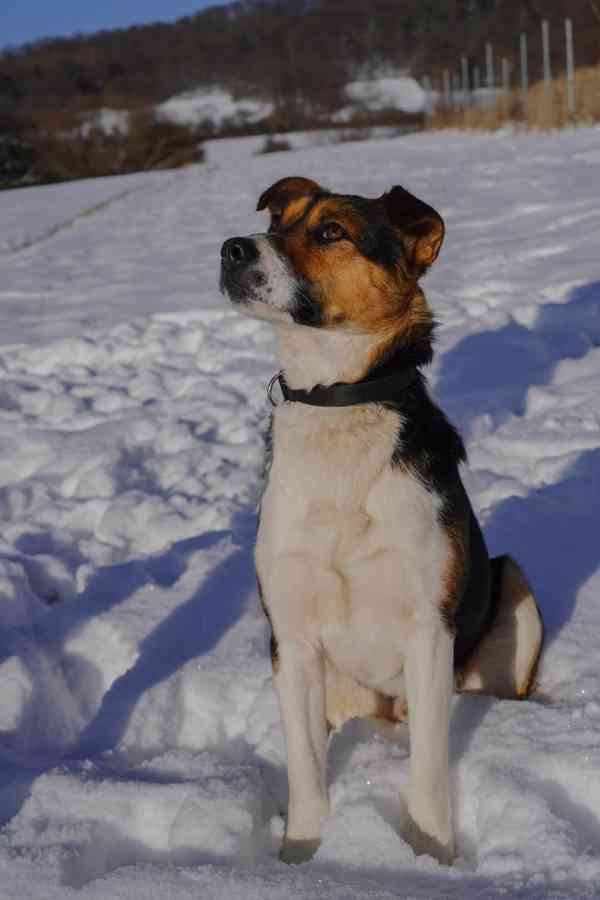 ALEX - 20 kg, psík cca 1 rok  - foto 3