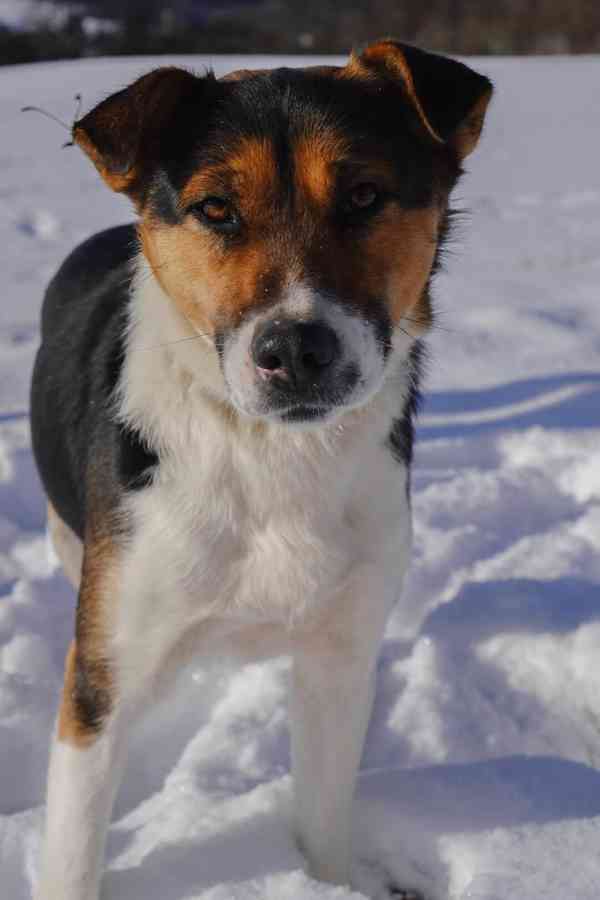 ALEX - 20 kg, psík cca 1 rok  - foto 2