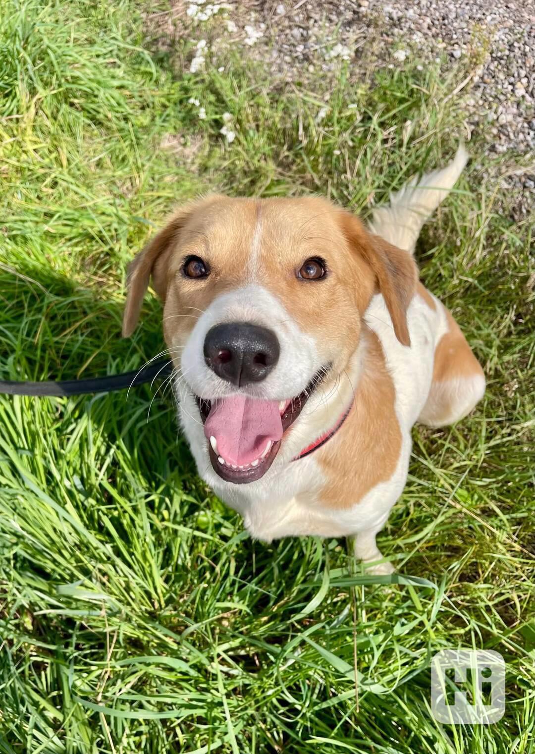 BONO - 25 kg, 16 měsíců  - foto 1