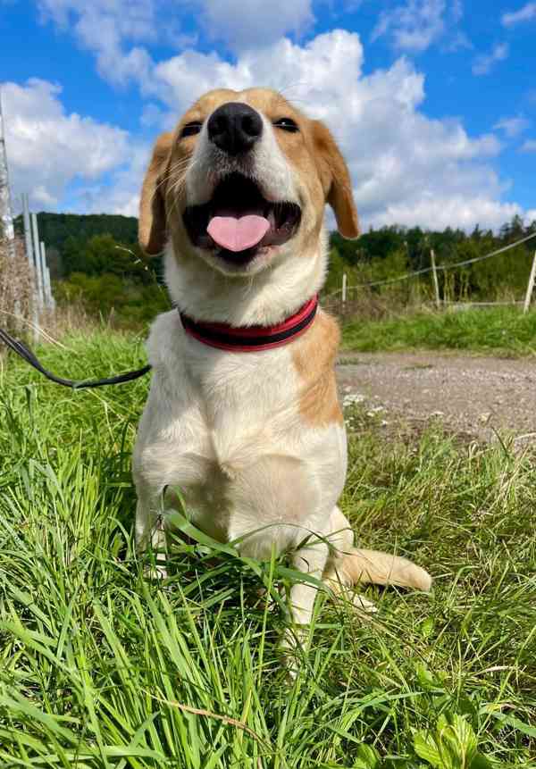 BONO - 25 kg, 16 měsíců  - foto 3