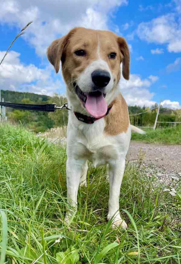 BONO - 25 kg, 16 měsíců  - foto 2