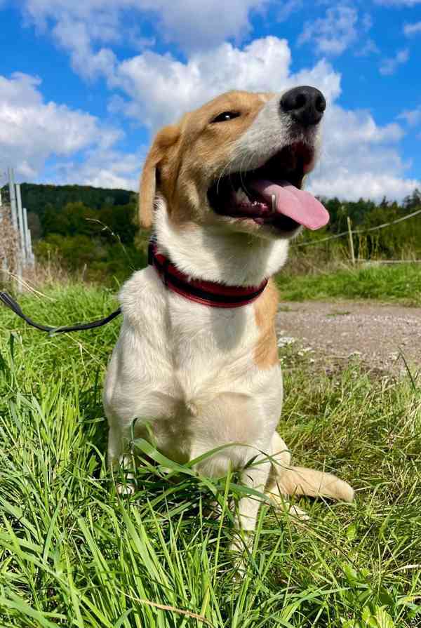 BONO - 25 kg, 16 měsíců  - foto 4