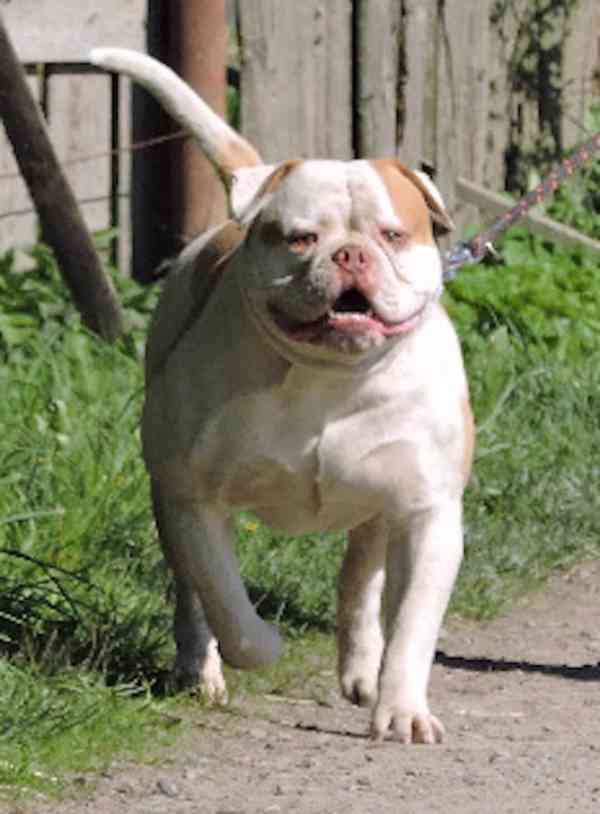 Štěňátka Arkansas Giant Bulldog k odběru! - foto 3