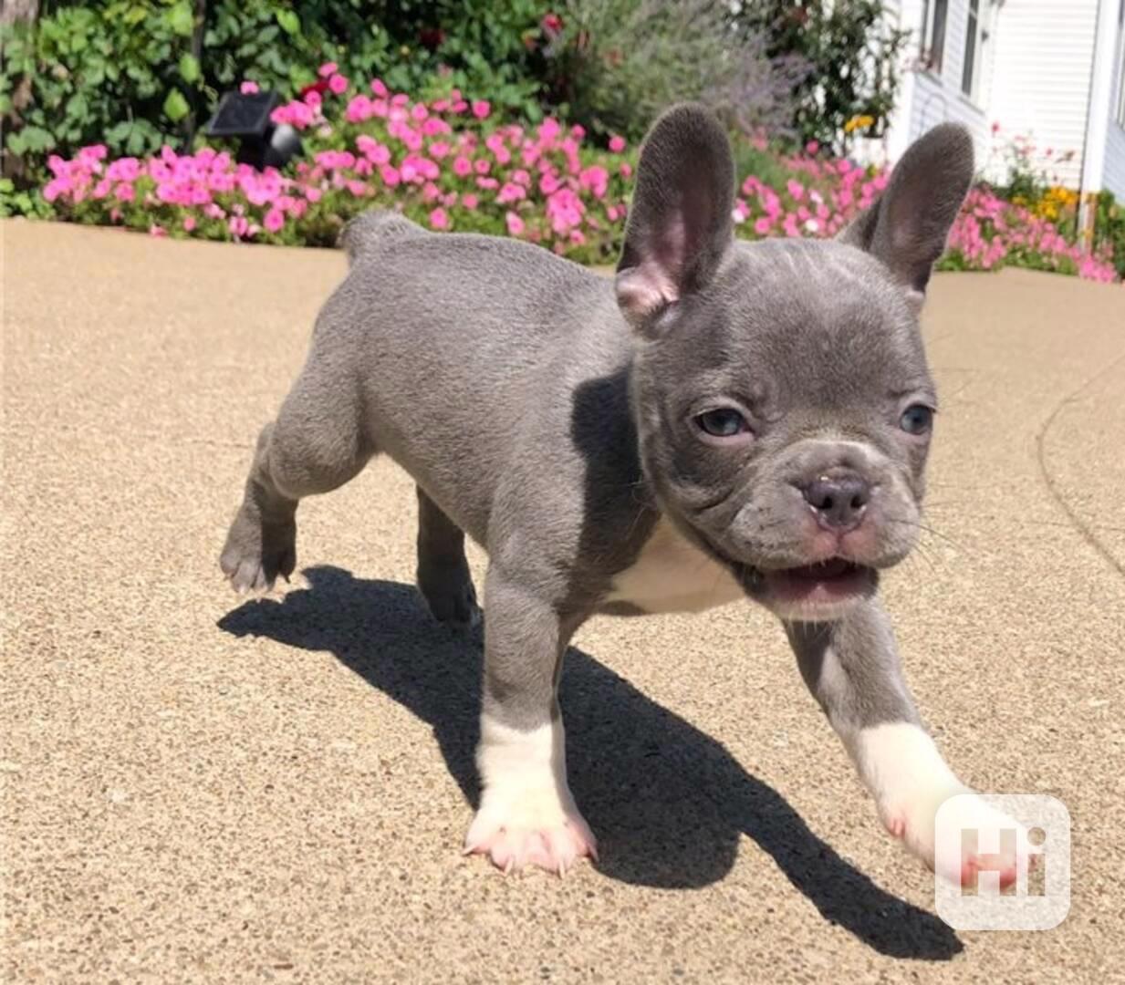 štěňátka francouzského buldočka jsou připravena - foto 1