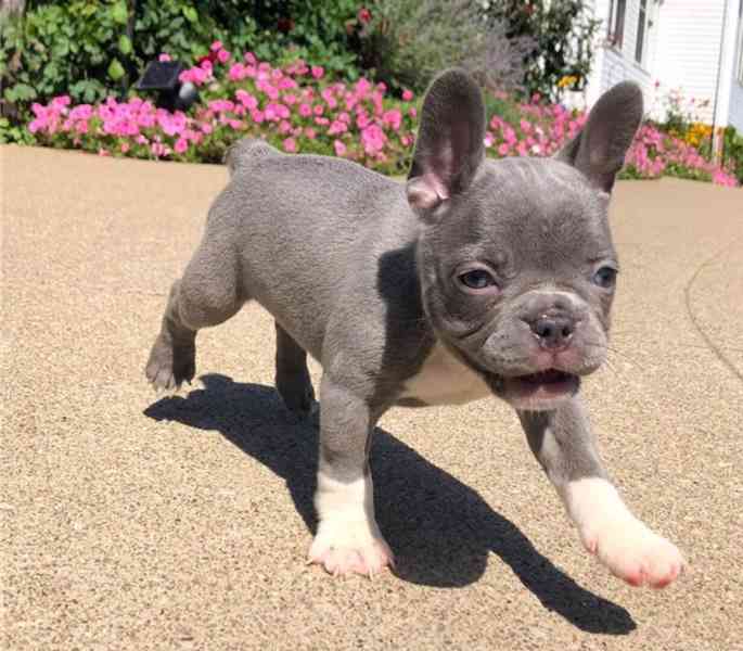 štěňátka francouzského buldočka jsou připravena - foto 1