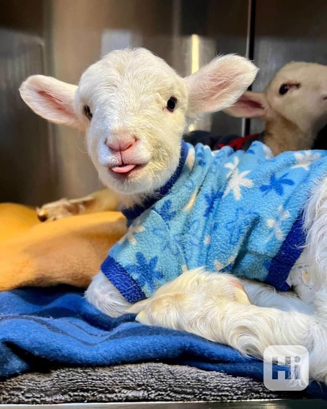 Prodám perfektní kozy!  - foto 1