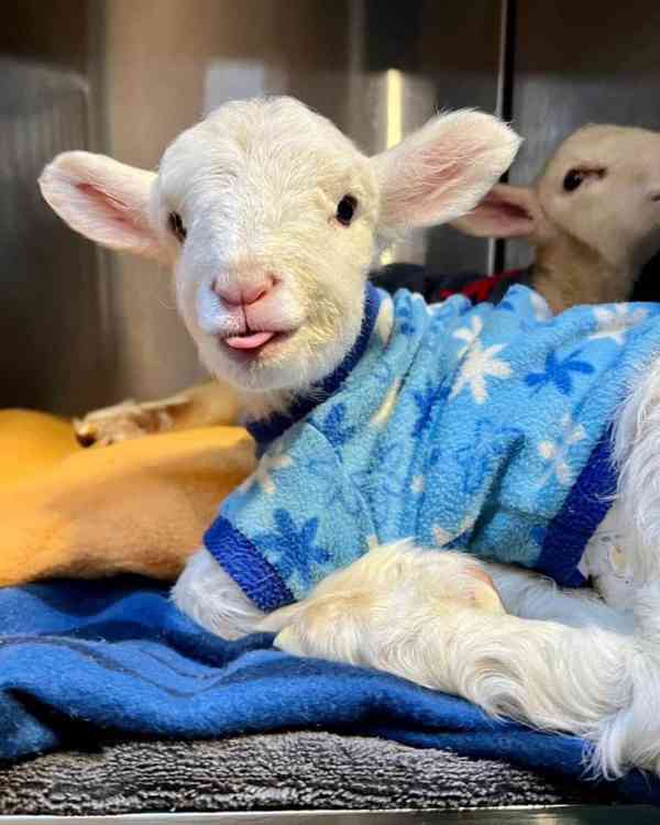 Prodám perfektní kozy! 