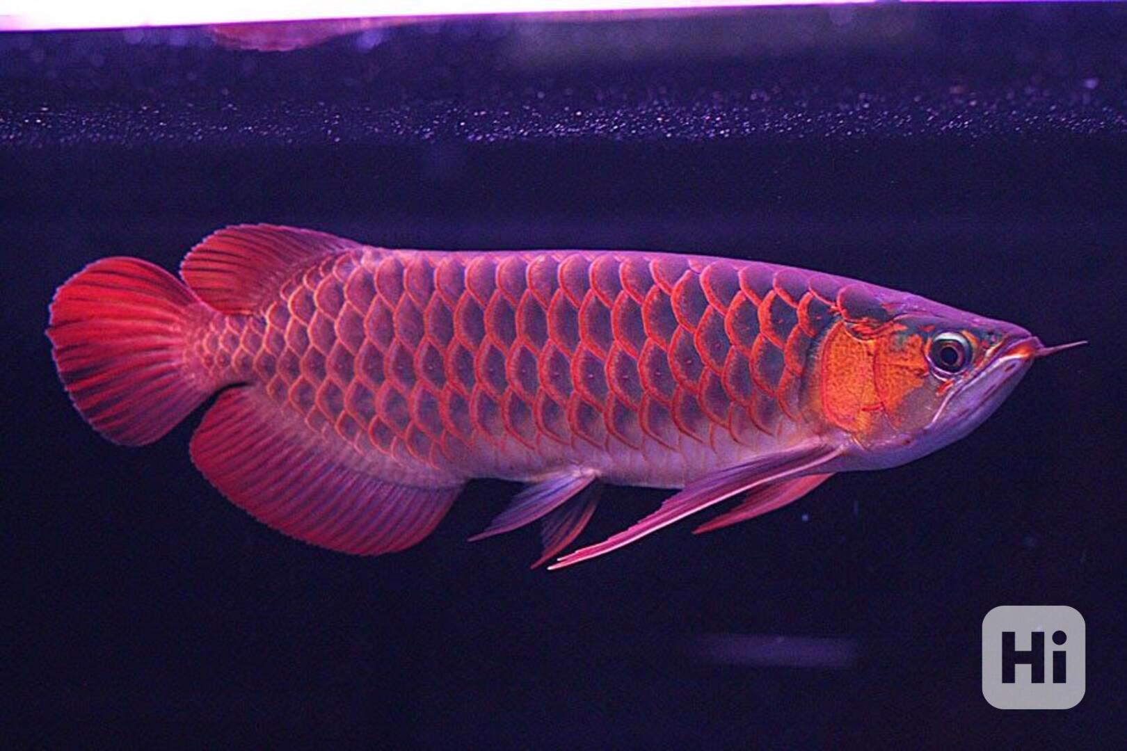 Prvotřídní sladkovodní akvarijní ryby k prodeji - foto 1