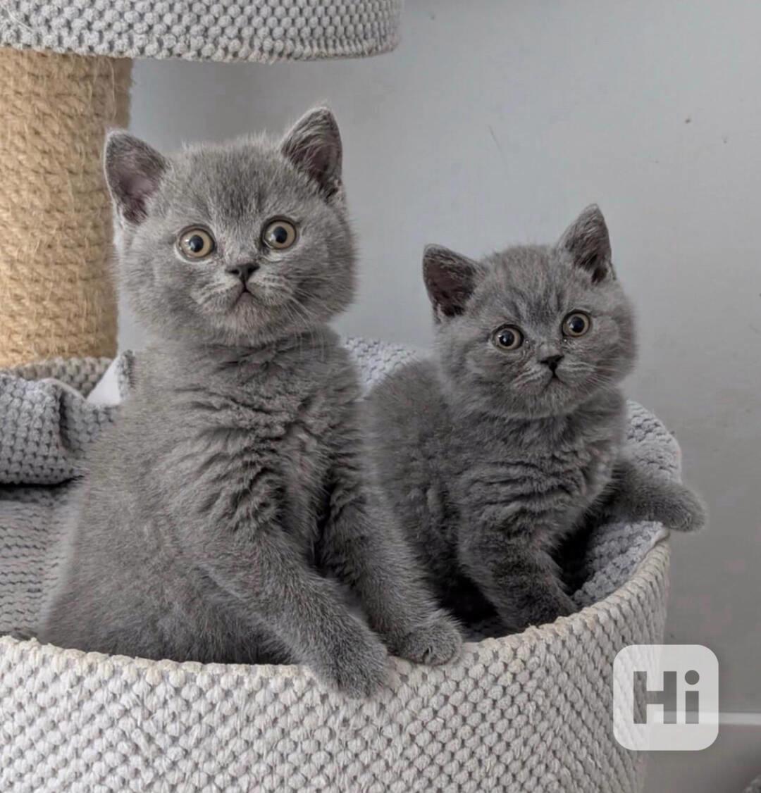 Inteligentné mačiatka britskej krátkosrstej plemena na adopc - foto 1