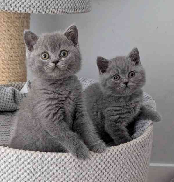 Inteligentné mačiatka britskej krátkosrstej plemena na adopc - foto 1