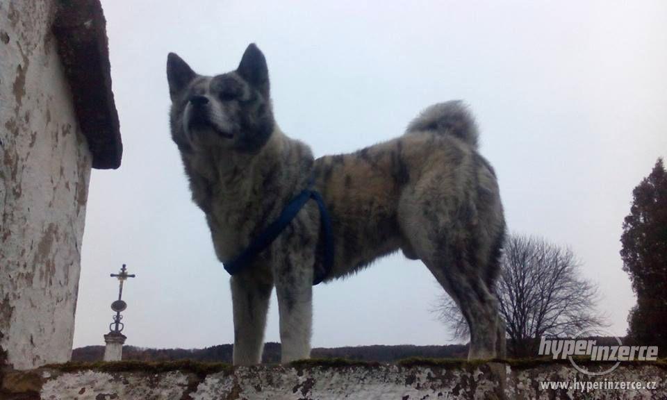 Nabízím ke krytí psa plemena AKITA-INU"modrá" - foto 2