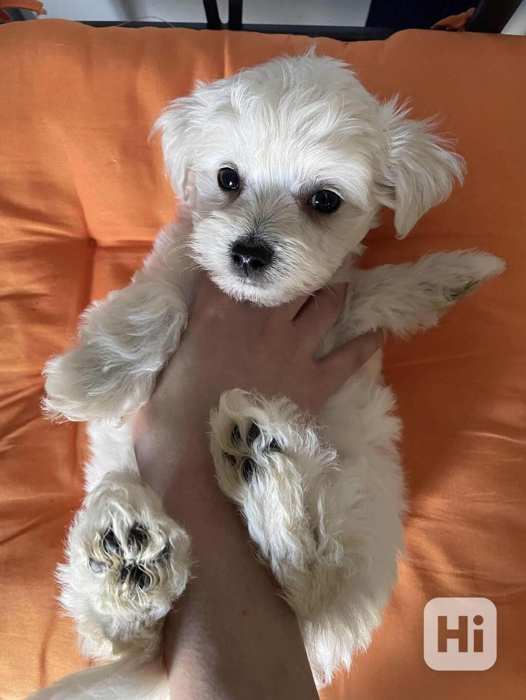 Minie maltipoo štěňata na prodej maltipoo štěňata psům se ne - foto 1
