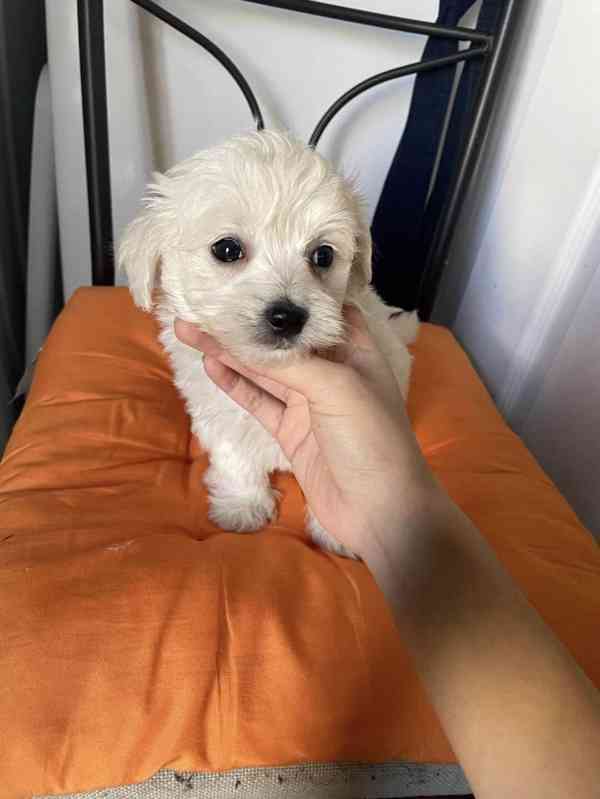 Minie maltipoo štěňata na prodej maltipoo štěňata psům se ne - foto 4