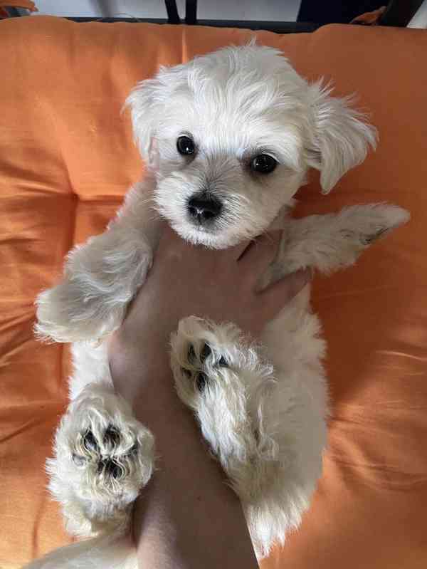 Minie maltipoo štěňata na prodej maltipoo štěňata psům se ne - foto 1