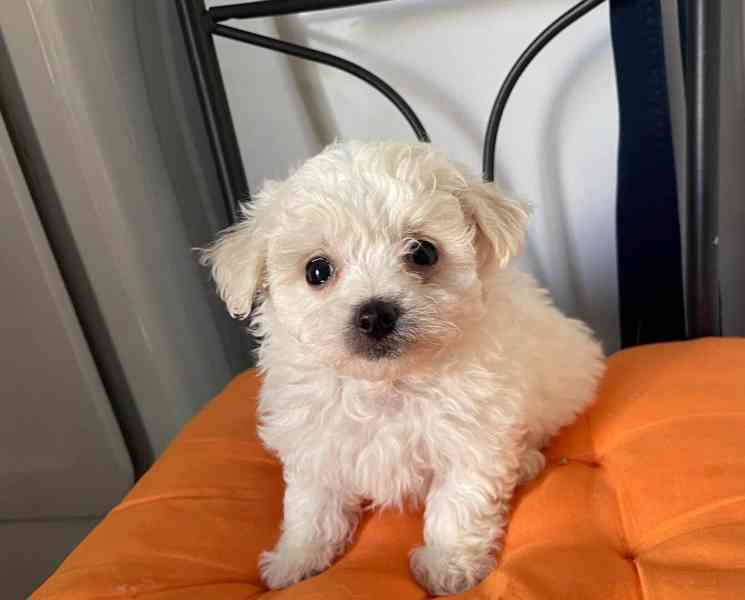 Minie maltipoo štěňata na prodej maltipoo štěňata psům se ne - foto 2