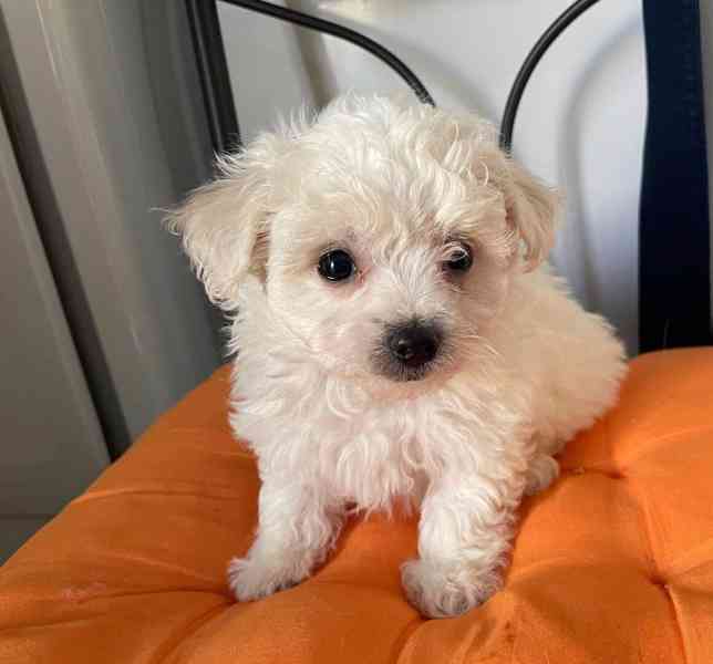 Minie maltipoo štěňata na prodej maltipoo štěňata psům se ne - foto 3